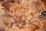 Wide, Brilliant Red Petrified Wood Table #274911-4